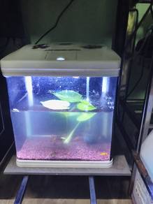 tank sobo 