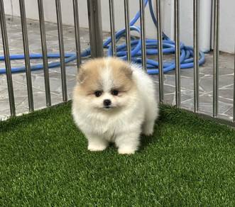 POMERANIAN PUPPIES A205 🌻 Sort of shine  Girl