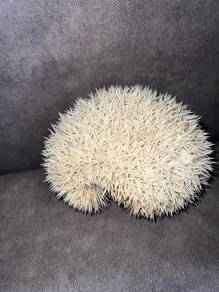 Hedgehog