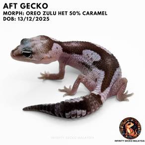 African Fat-Tailed AFT Gecko Oreo Zulu JB 马来西亚肥尾守宫