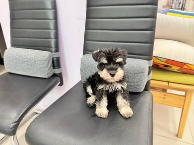 Schnauzer
