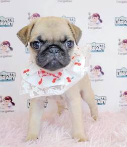 Pug
