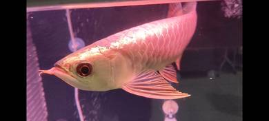 Golden Head Golden Arowana