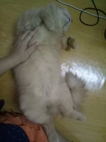couple cat