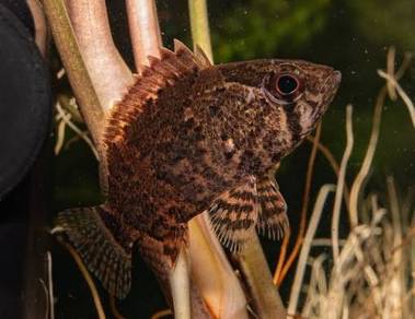 Malaysian Leaf Fish / Nandus nebulosus
