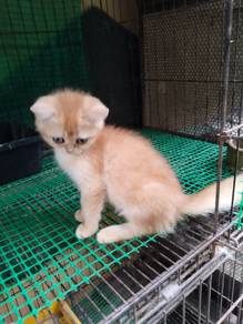 Bsh Golden
