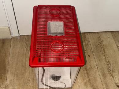 Subadult corn snake with big enclosure and bedding