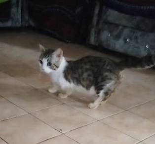 Btown Tabby & White Munchkin 