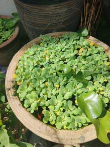 floating plant - kiambang- water lettuce 