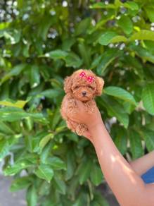 Cavapoo2/