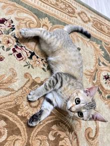 female bsh cat mackerel