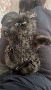 flatface cat