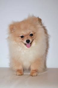 J0701 Pomeranian fluffy cute puppy