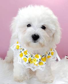 Bichon
