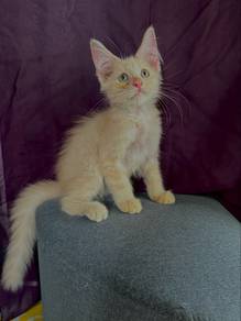 pure mainecoon