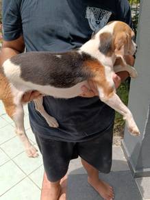 Beagle dog for adoption