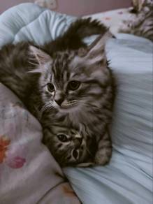Cute Fluffy Kitten 🐱
