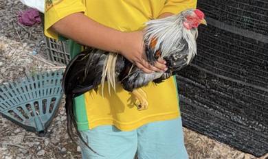 Ayam Tancau Untuk Dijual