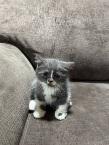 British Short Hair Kitten