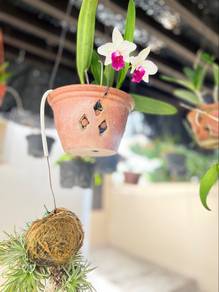 orchid
