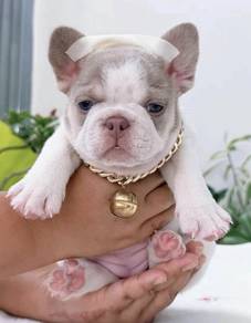 FRENCH BULLDOG PUPPIES VIP51 🌻Cute Puppy Girl
