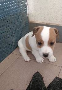 JRT Jack Russell Male  puppy