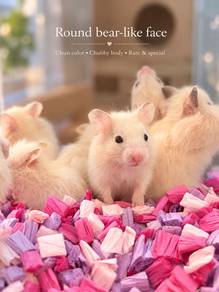 Rare Round Face Short Nose Teddy Bear Hamster