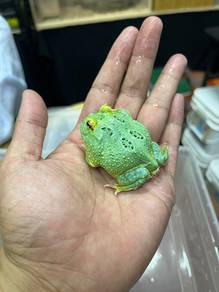 Pacman Frog