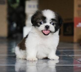 SHIH TZU PUPPIES A360🌻 Small Dog Available