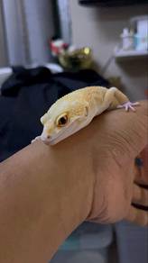 1.0 Leopard Gecko murah urgent