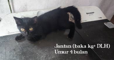 Cat / kitten / kucing / DLH