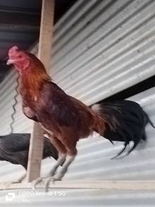 Mika farm