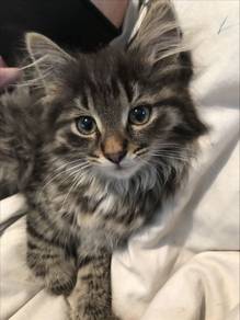 Persian Mix Mainecoon Kitten