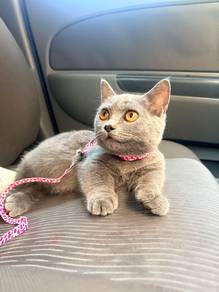 BSH Munchkin SS