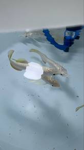 Arowana MGBB malaysia golden blue base 6-7 inch +-