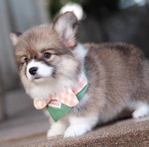 CORGI PUPPIES C206 🌻 cheeky Puppy Male~Female