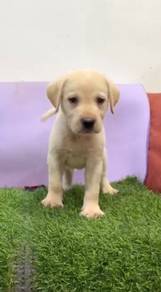 Labrador cream male mka and microchip