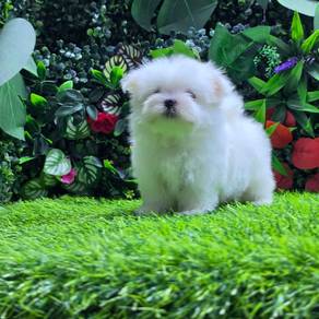 Maltese Tiny white puppy for sale