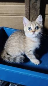 golden tabby 