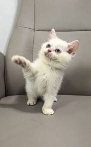 Kitten BSH Golden Point NY1233