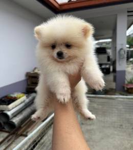 Pomeranian
