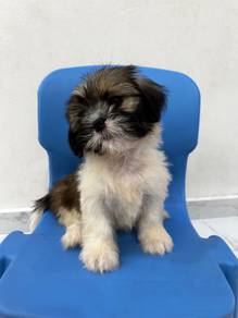 Shih Tzu Male 