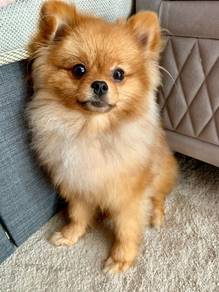 B5424 Sweet-tempered Pomeranian Tiny Cute Puppy Ba