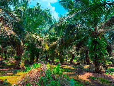 Agricultural Land in Pontian, JHR