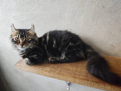 Kucing American Curl