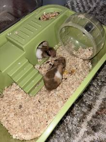 Baby Hamster