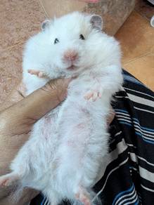 Hamster Syrian Big Bone, ow
