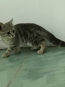 American shorthair 