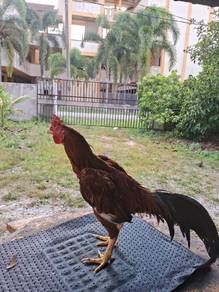 Ayam Jantan Baka Baik