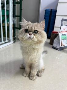 British Longhair Pure Silver Male